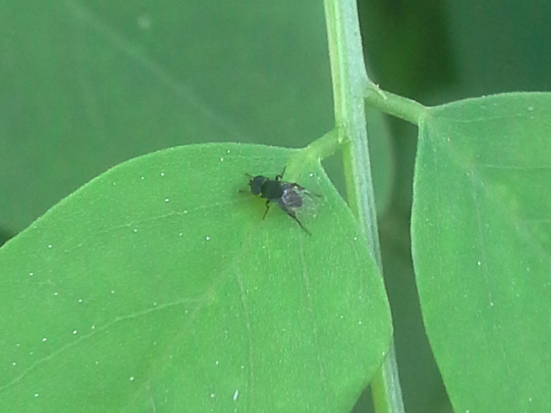 piccolo dittero nero: Phora sp. maschio (Phoridae)