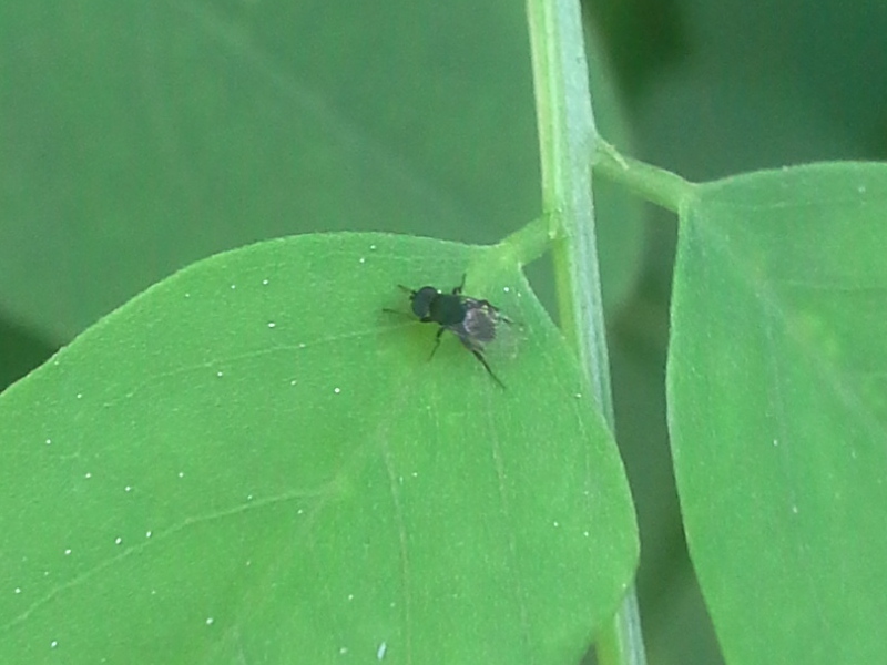 piccolo dittero nero: Phora sp. maschio (Phoridae)