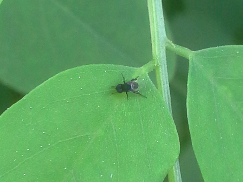 piccolo dittero nero: Phora sp. maschio (Phoridae)