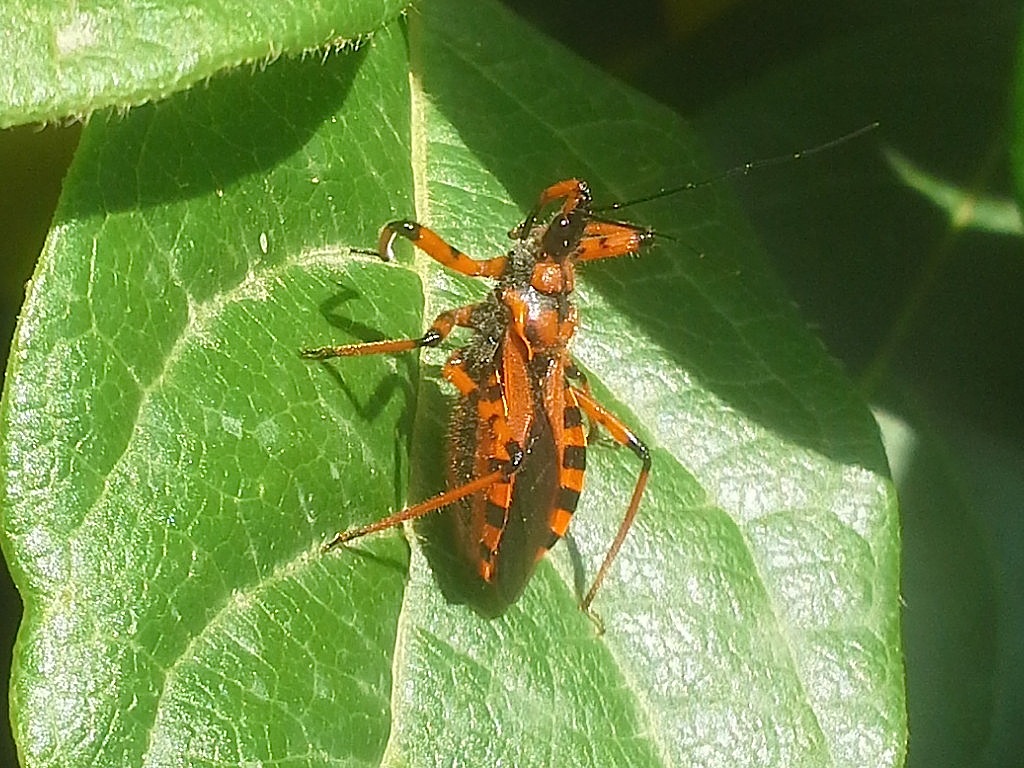 strano comportamento di Rhynocoris