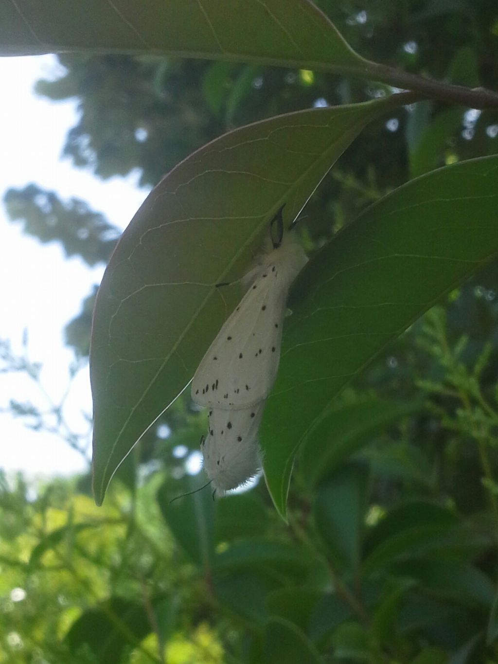 In accoppiamento - Spilosoma lubricipeda