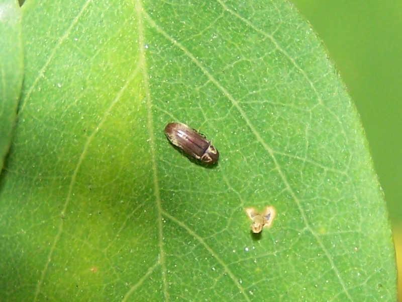 piccolo innominato - Anobiidae