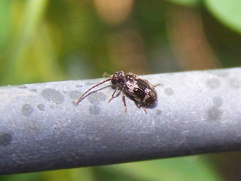 black&white: Anobiidae Ptininae (cfr. Ptinus fur)