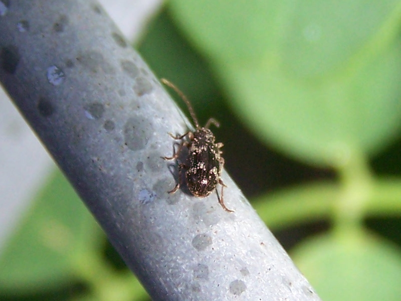 black&white: Anobiidae Ptininae (cfr. Ptinus fur)