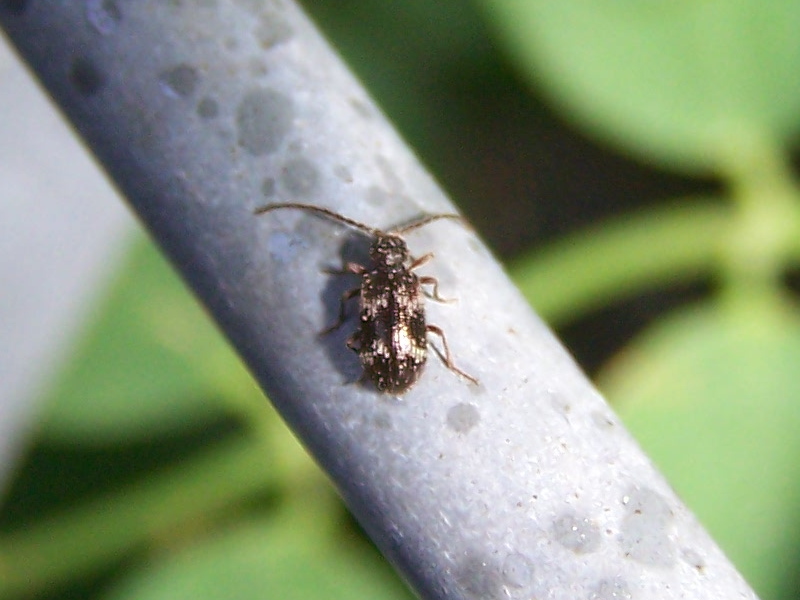 black&white: Anobiidae Ptininae (cfr. Ptinus fur)