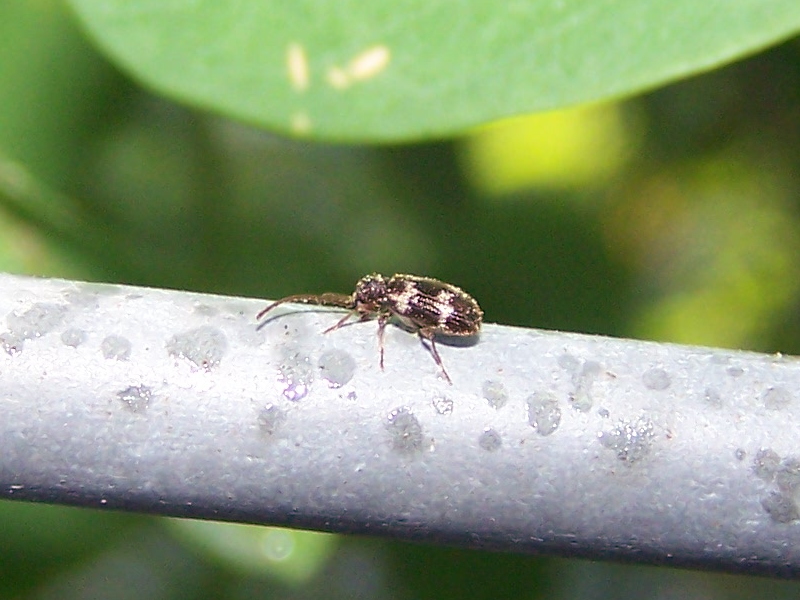 black&white: Anobiidae Ptininae (cfr. Ptinus fur)