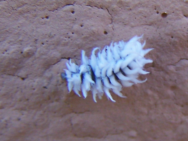 Coccinellidae: larva di Cryptolaemus montrouzieri