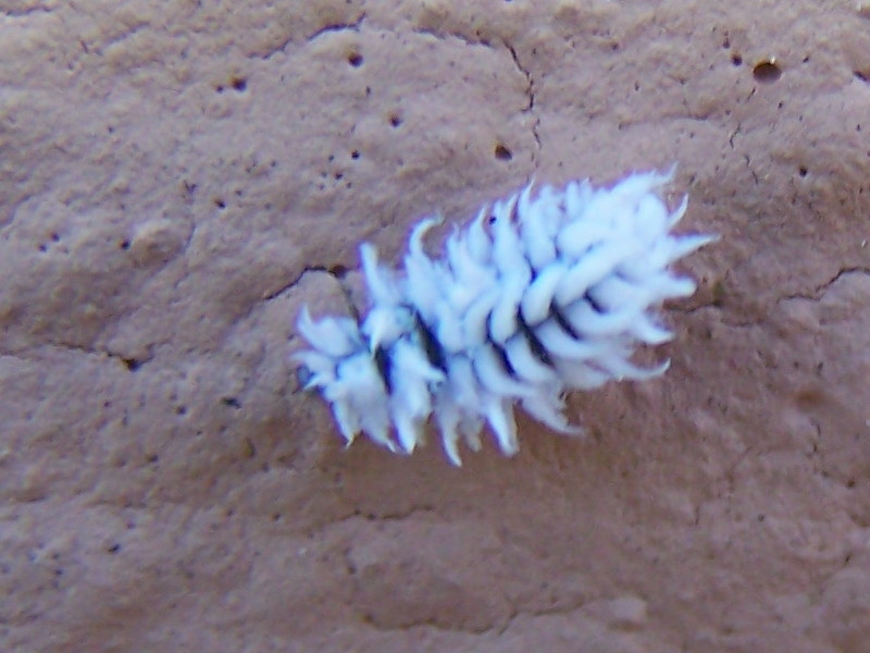 Coccinellidae: larva di Cryptolaemus montrouzieri