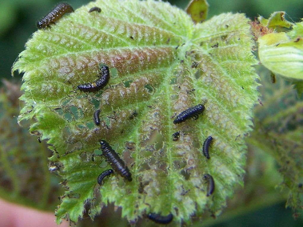 ci mangiano tutto! Larve di Chrysomelidae: Altica sp.