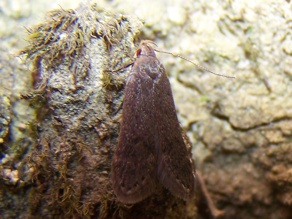 Falena cornuta con pelliccia - Anacampsis timidella, Gelechiidae
