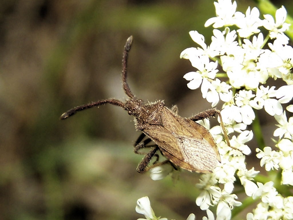 Coreidae?  S, Coriomeris affinis