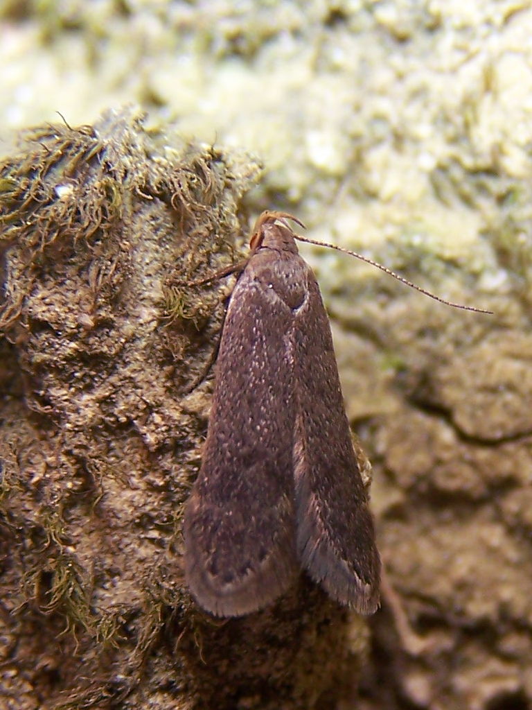 Falena cornuta con pelliccia - Anacampsis timidella, Gelechiidae