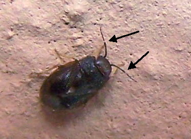 Miridae: Isometopus intrusus