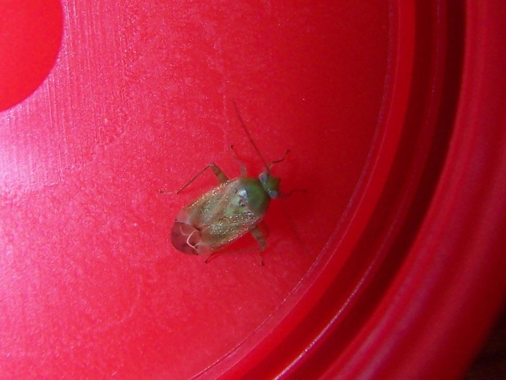 Miridae: Taylorilygus apicalis