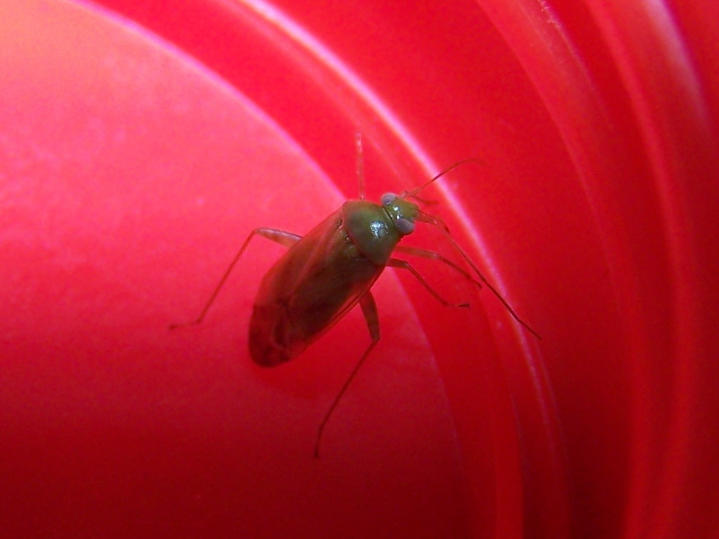 Miridae: Taylorilygus apicalis