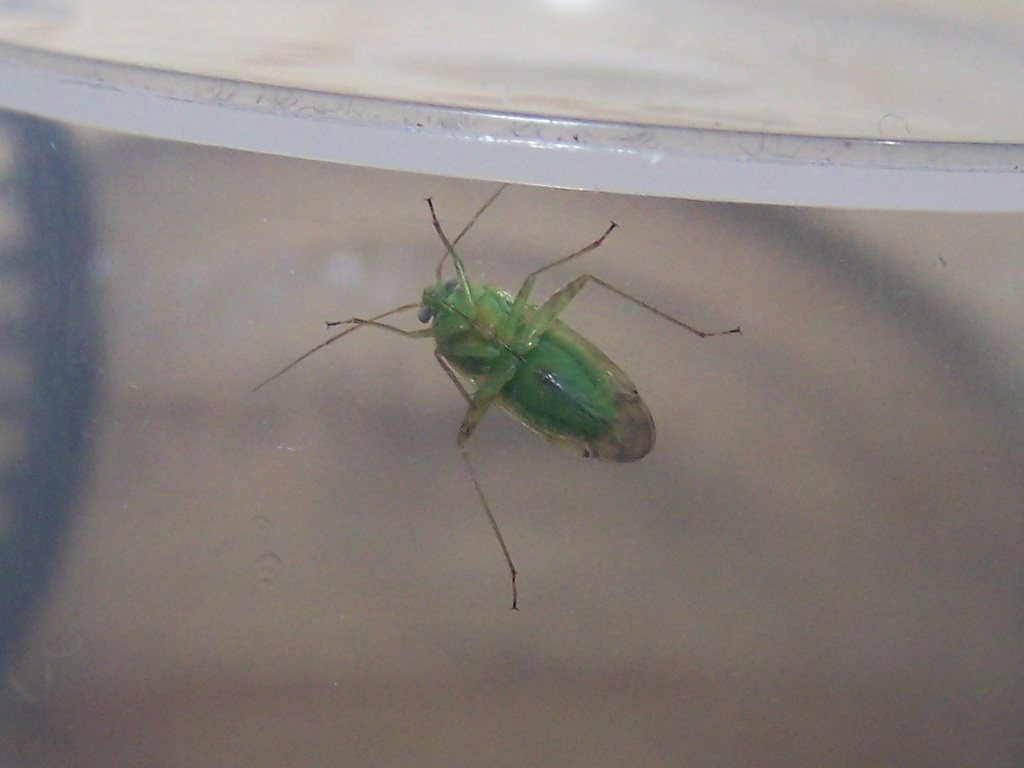 Miridae: Taylorilygus apicalis