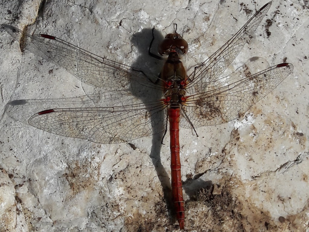 monti lepini - maschio di Sympetrum striolatum