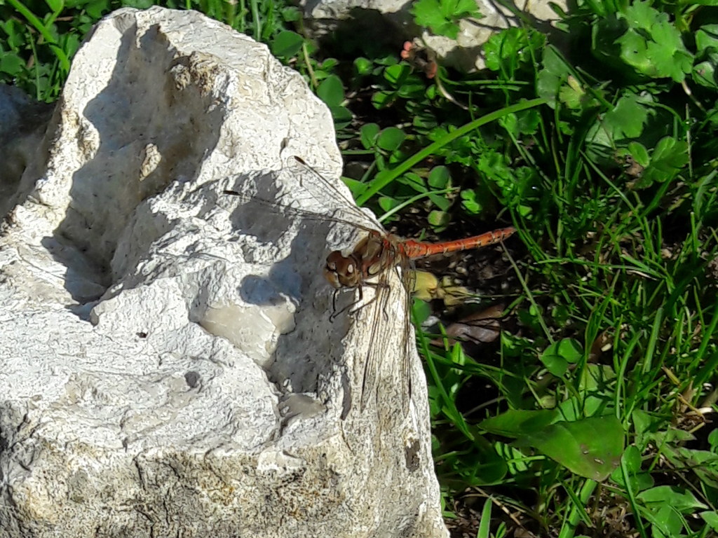 monti lepini - maschio di Sympetrum striolatum