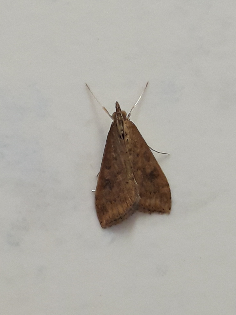 piccola falena: Udea ferrugalis - Crambidae