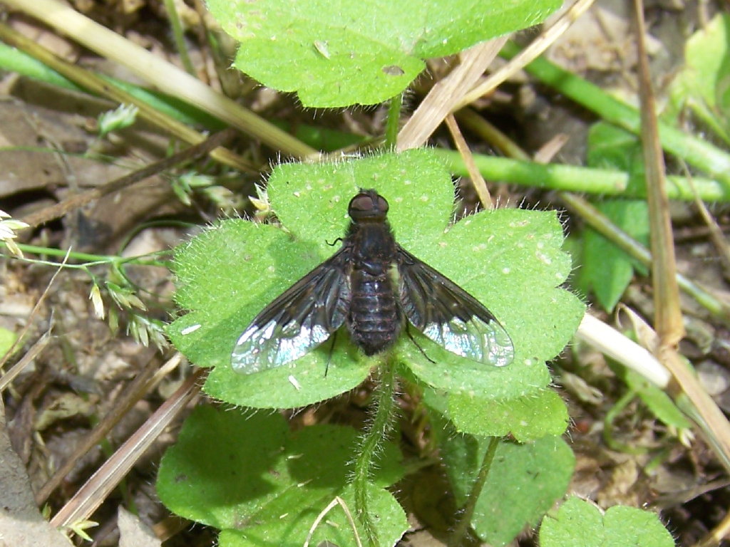 Bombyliidae: Hemipenthes morio