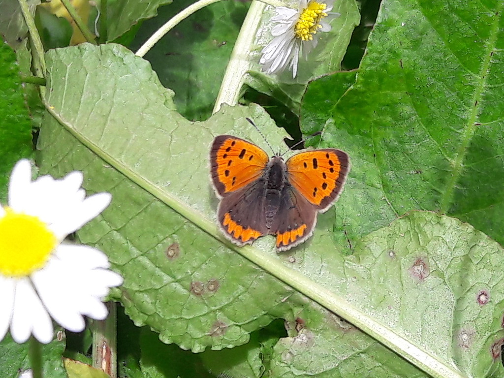 Arancione - Lycaena phlaeas, Lycaenidae