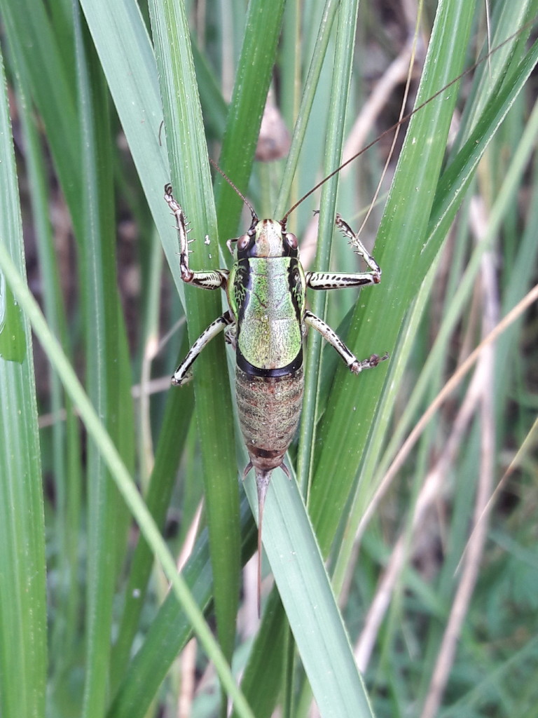 Eupholidoptera cfr. magnifica