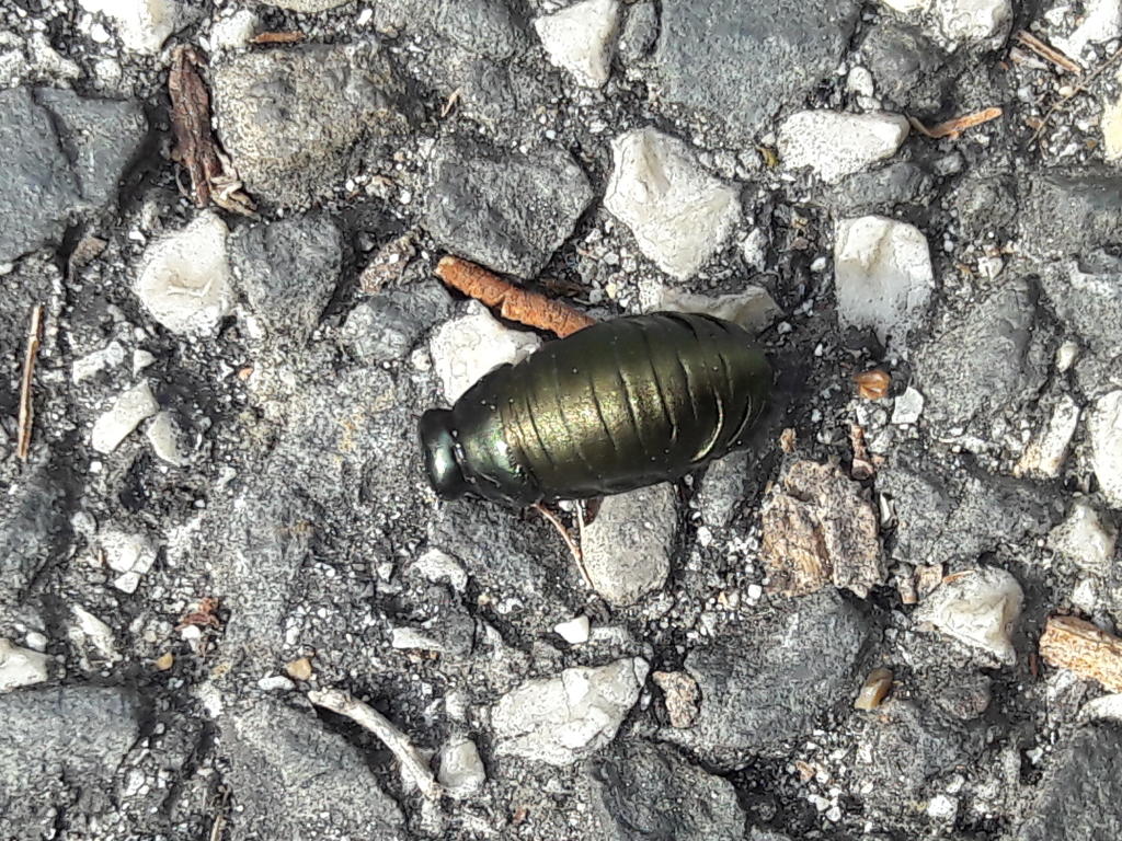larva di Timarcha sp. (Chrysomelidae)