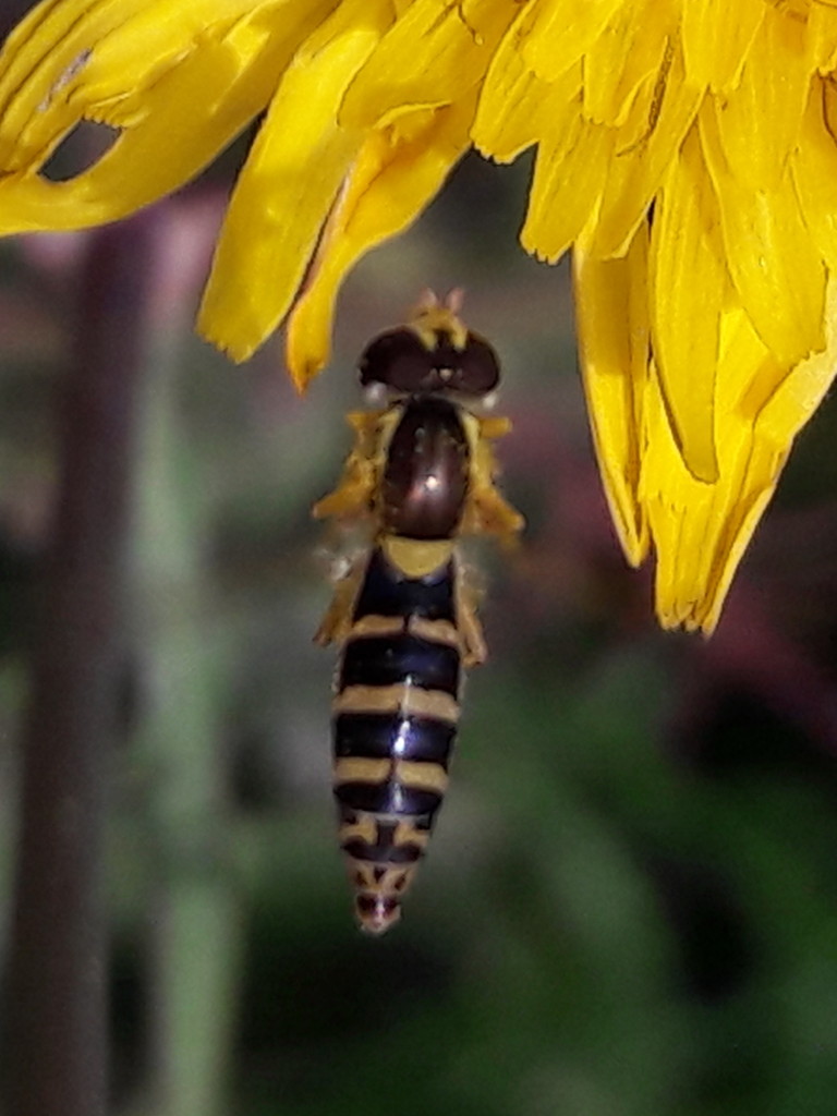 terzo Syrphidae su tarassaco: Sphaerophoria sp.,  femmina