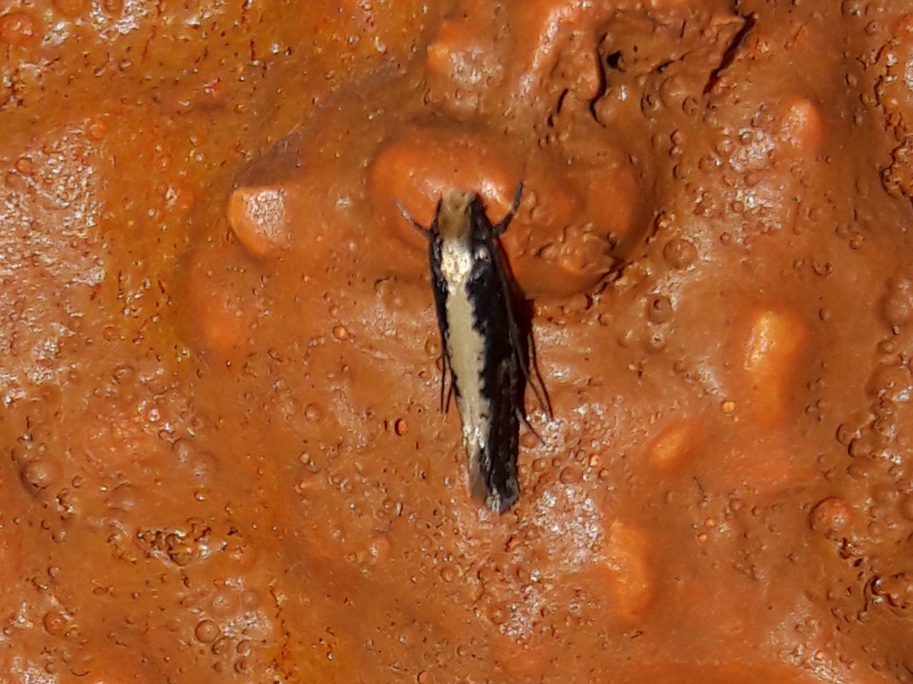 farfallina:  cfr. Monopis obviella (Tineidae)