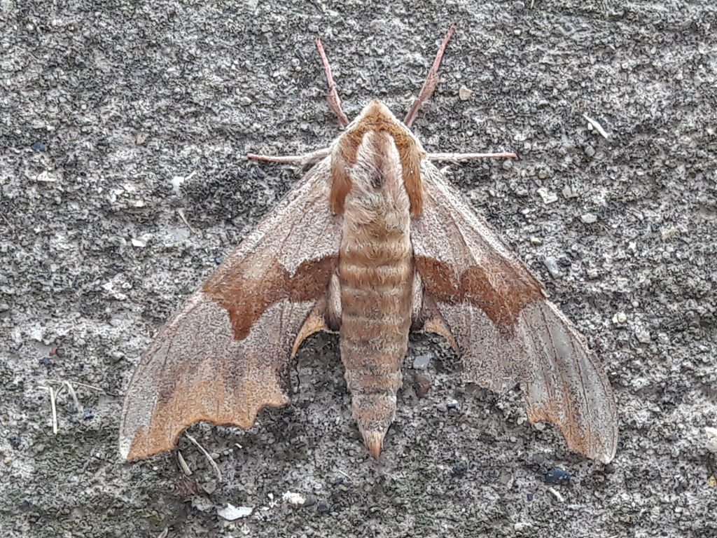 sfinge?  S, Milias tiliae / Sfinge del tiglio (Sphingidae)