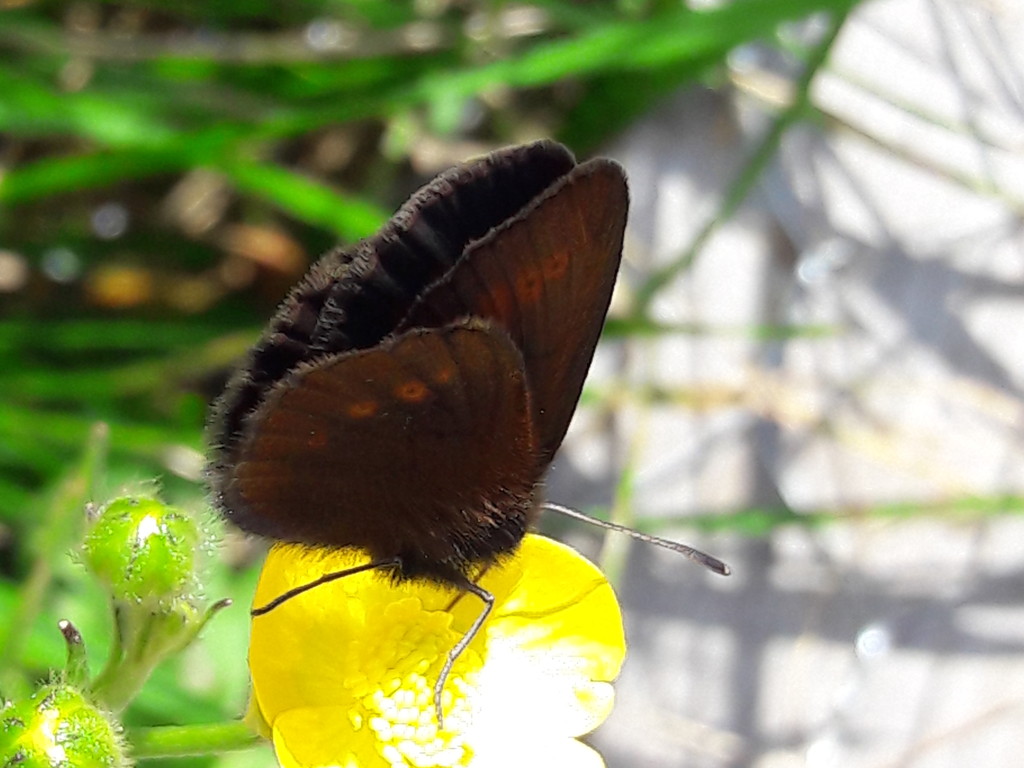 farfallina nera: Erebia melampus (Nymphalidae Satyrinae)