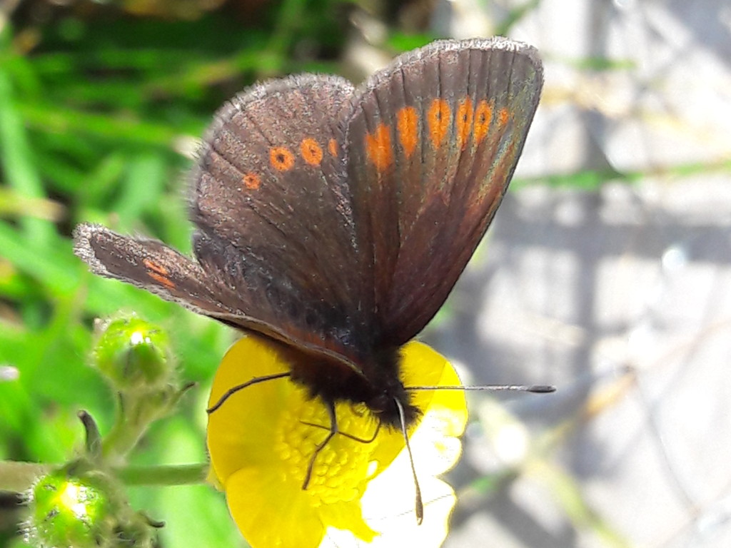 farfallina nera: Erebia melampus (Nymphalidae Satyrinae)