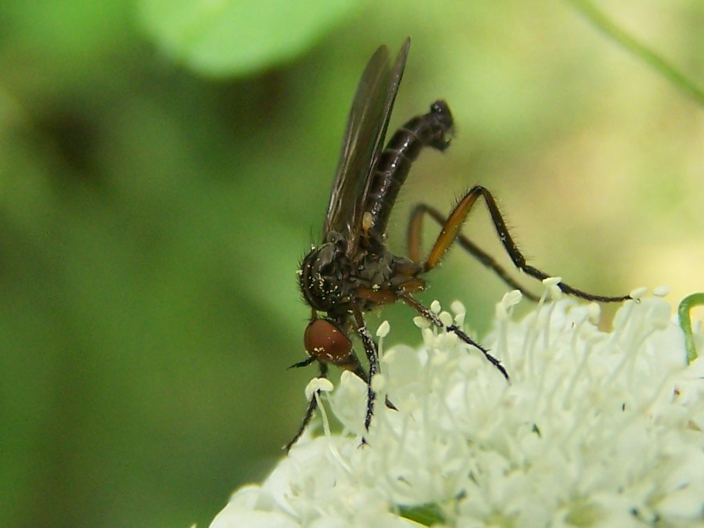 Empididae: Empis sp. (su Apiaceae)