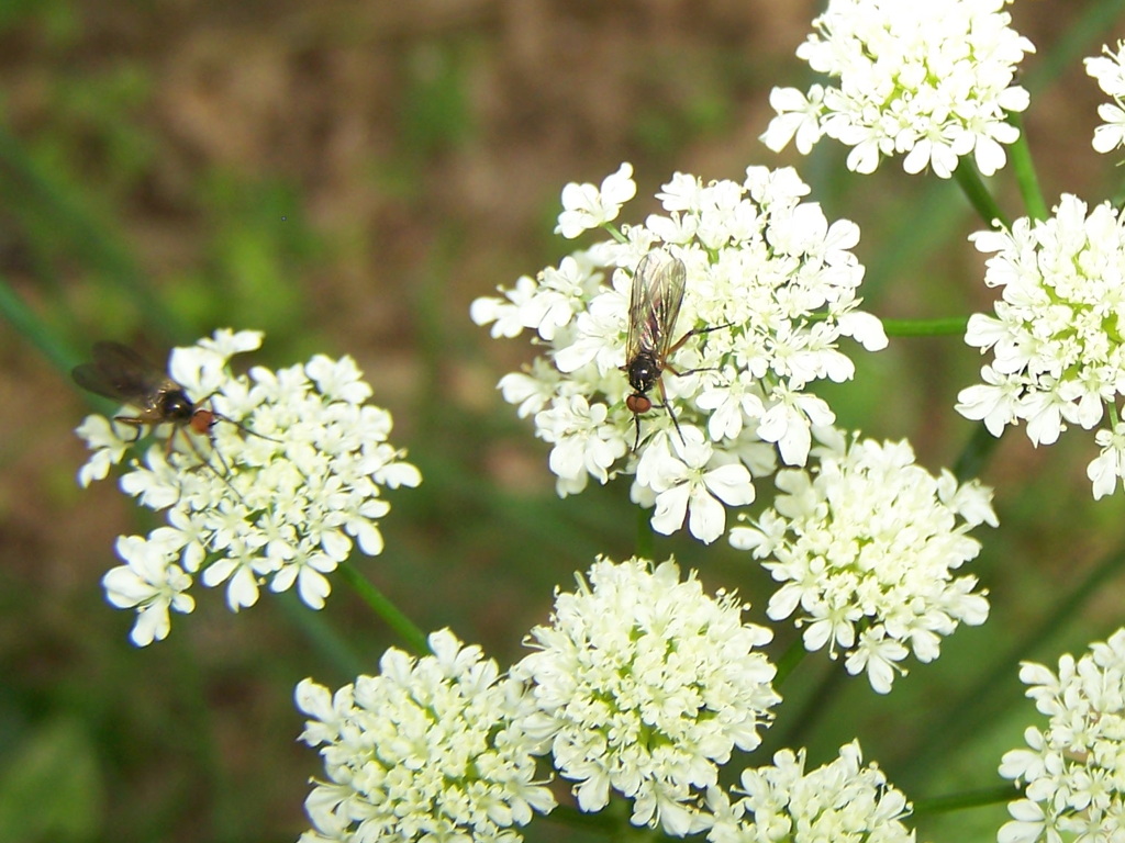 Empididae: Empis sp. (su Apiaceae)