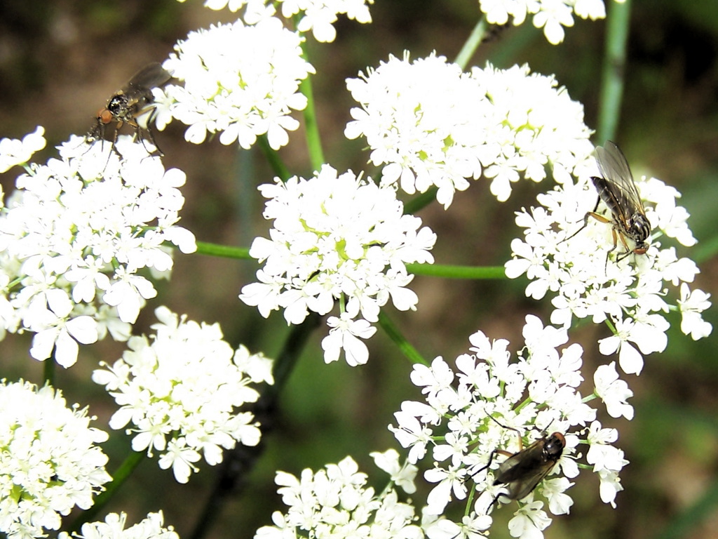 Empididae: Empis sp. (su Apiaceae)