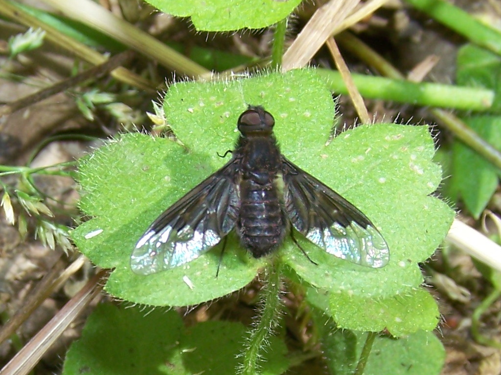 Bombyliidae: Anthrax sp.?  No, Hemipenthes morio