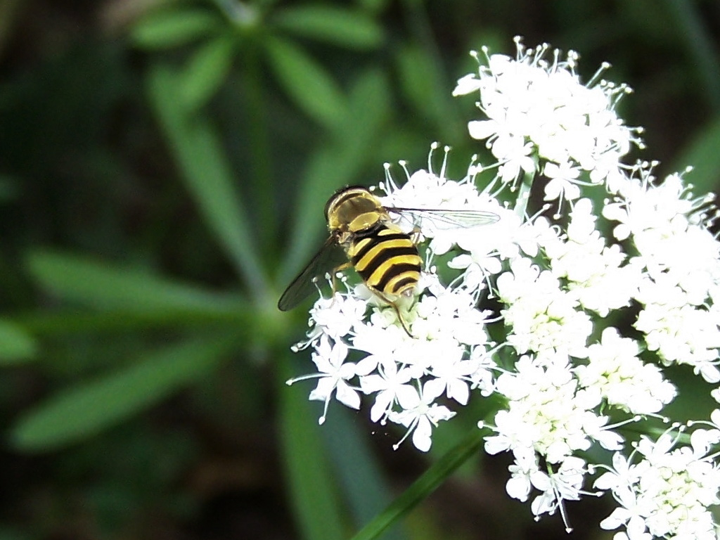 Syrphidae 