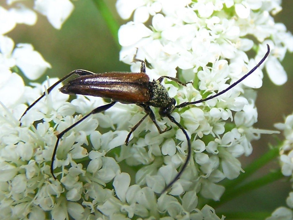 Cerambycidae: Stenurella?  S, Stenurella melanura, maschio