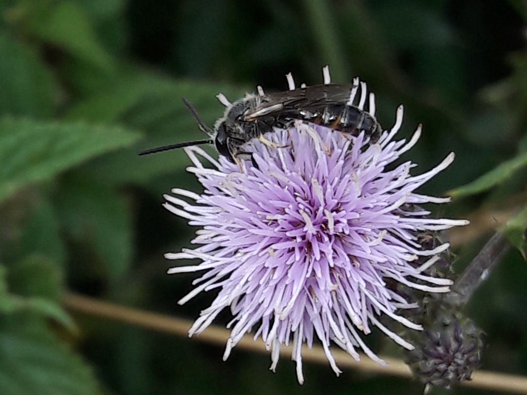 Apidae Halictinae?  S, Lasioglossum sp., maschio