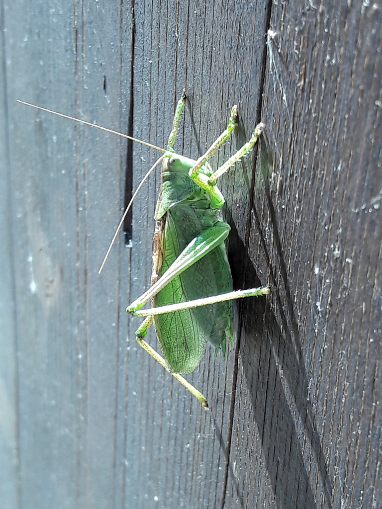 Tettigonia cantans (Tettigoniidae)