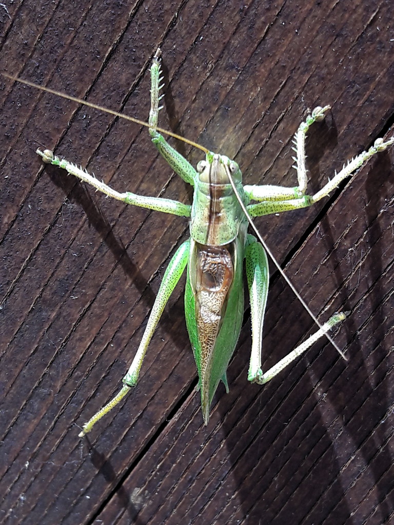 Tettigonia cantans (Tettigoniidae)