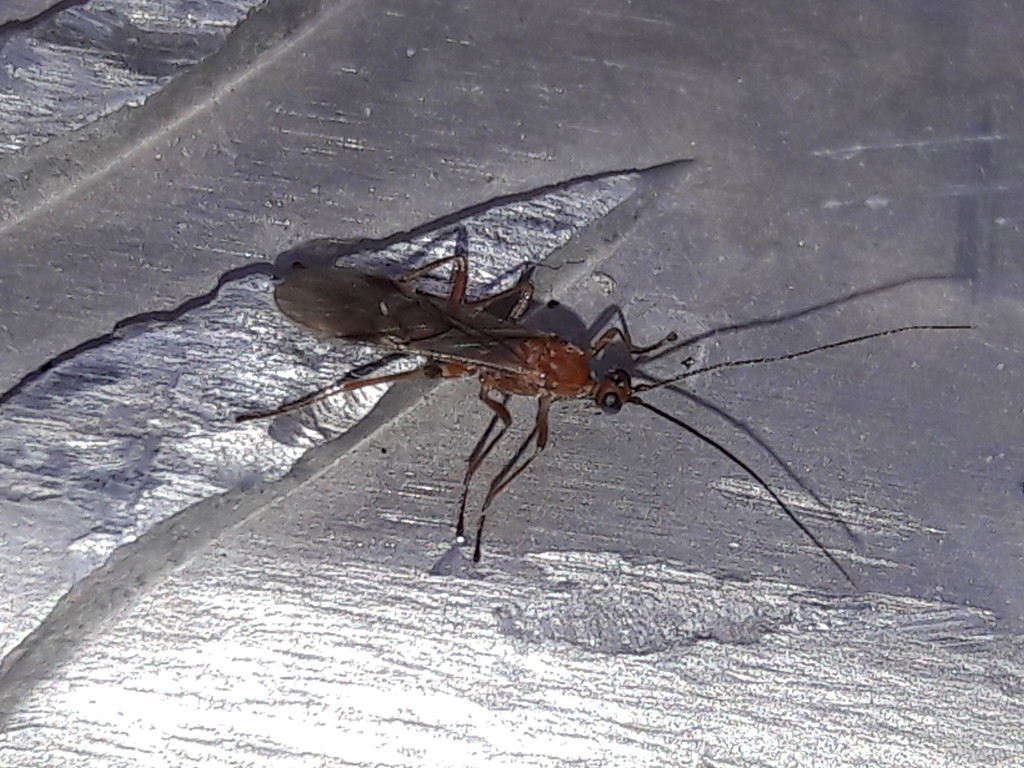 Braconidae sp.