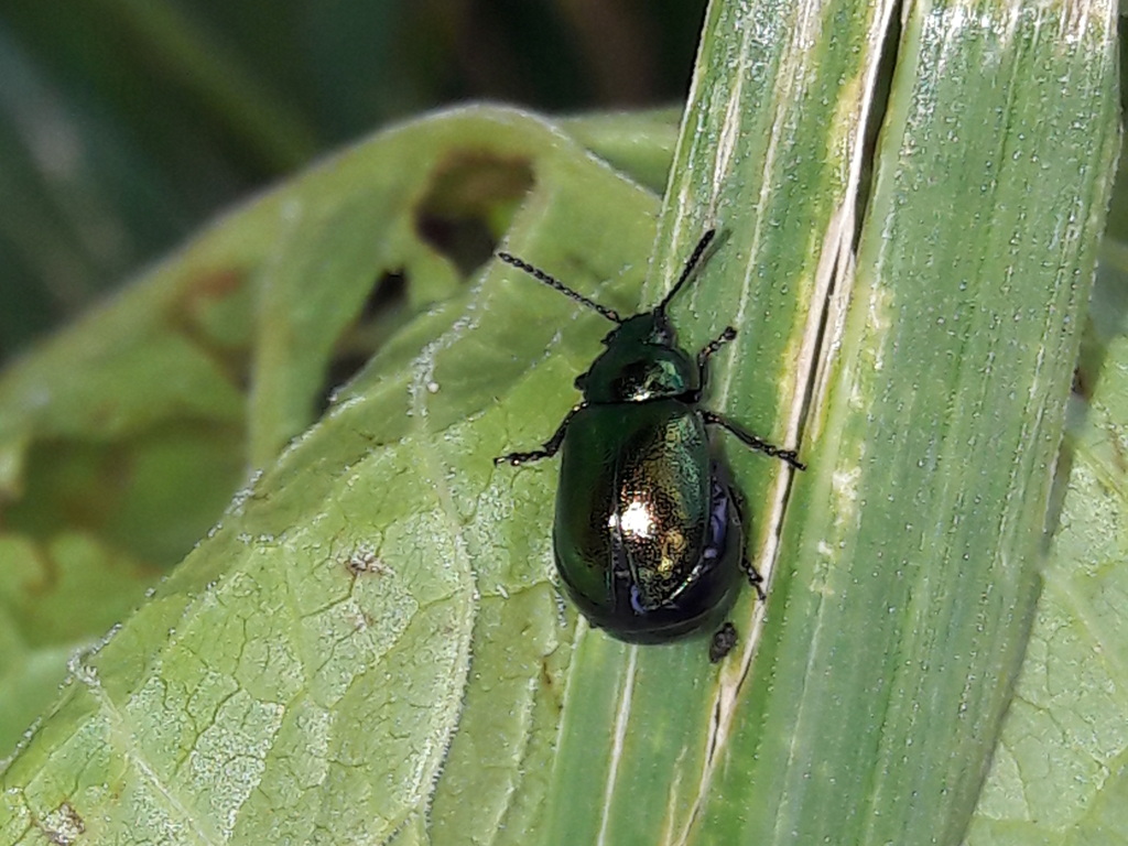 Crisolina? in val di Rabbi. No, Gastrophysa viridula