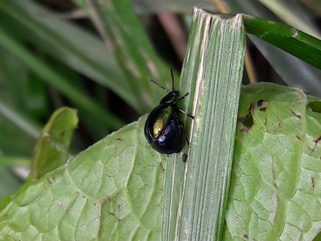 Crisolina? in val di Rabbi. No, Gastrophysa viridula