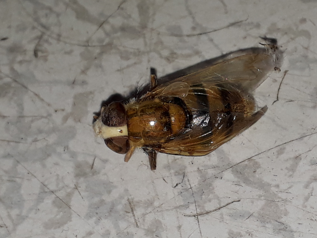 mosca (testa) bianca: Volucella inanis (Syrphidae), femmina