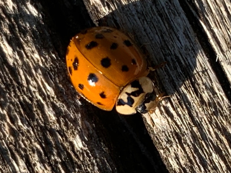 Harmonia axyridis? S !