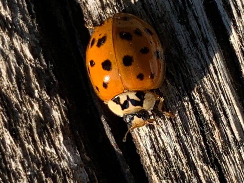 Harmonia axyridis? S !