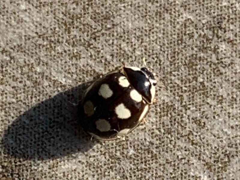 Adalia decempunctata?