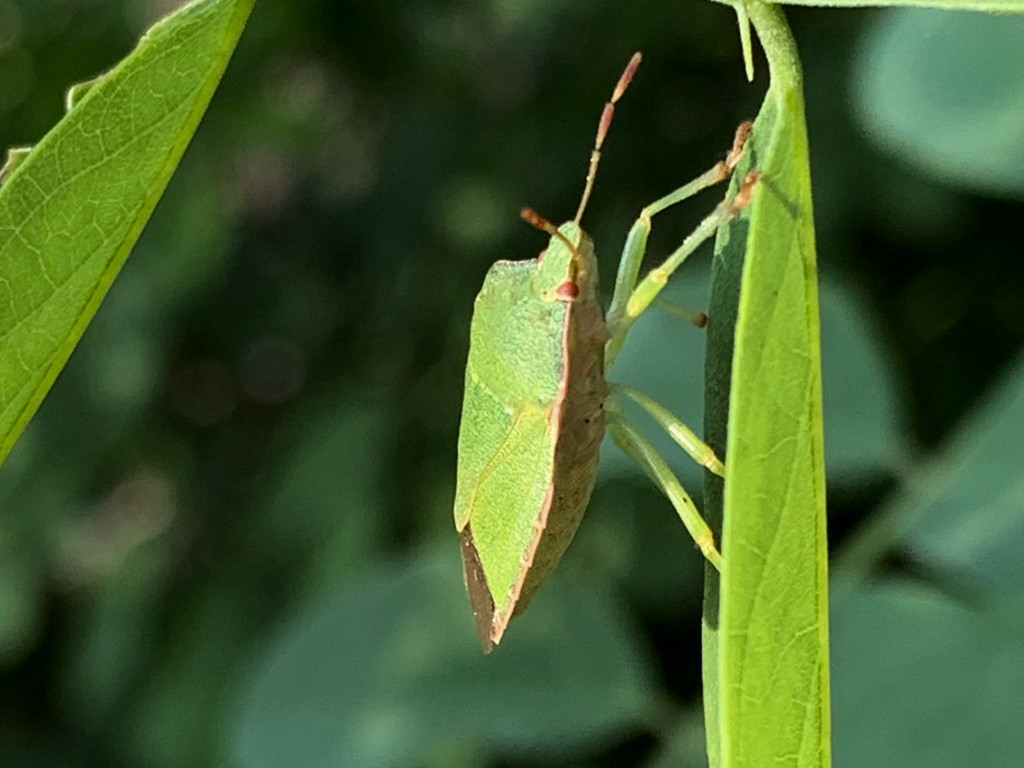 Pentatomidae dagli occhi rossi: Palomena prasina?