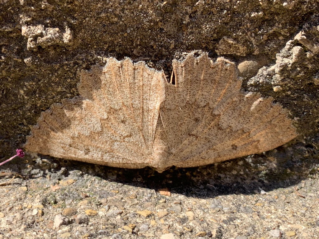 Falena appiattita - Gnophos (Gnophos) furvata - Geometridae